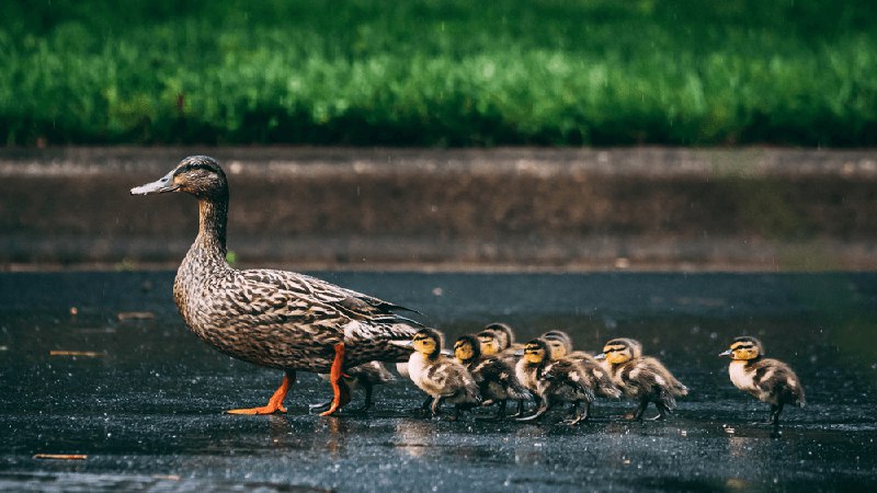 Introducing lazy loading prevention into an existing application by Tim MacDonald